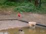  Ibis rouge (zoo de la citadelle)